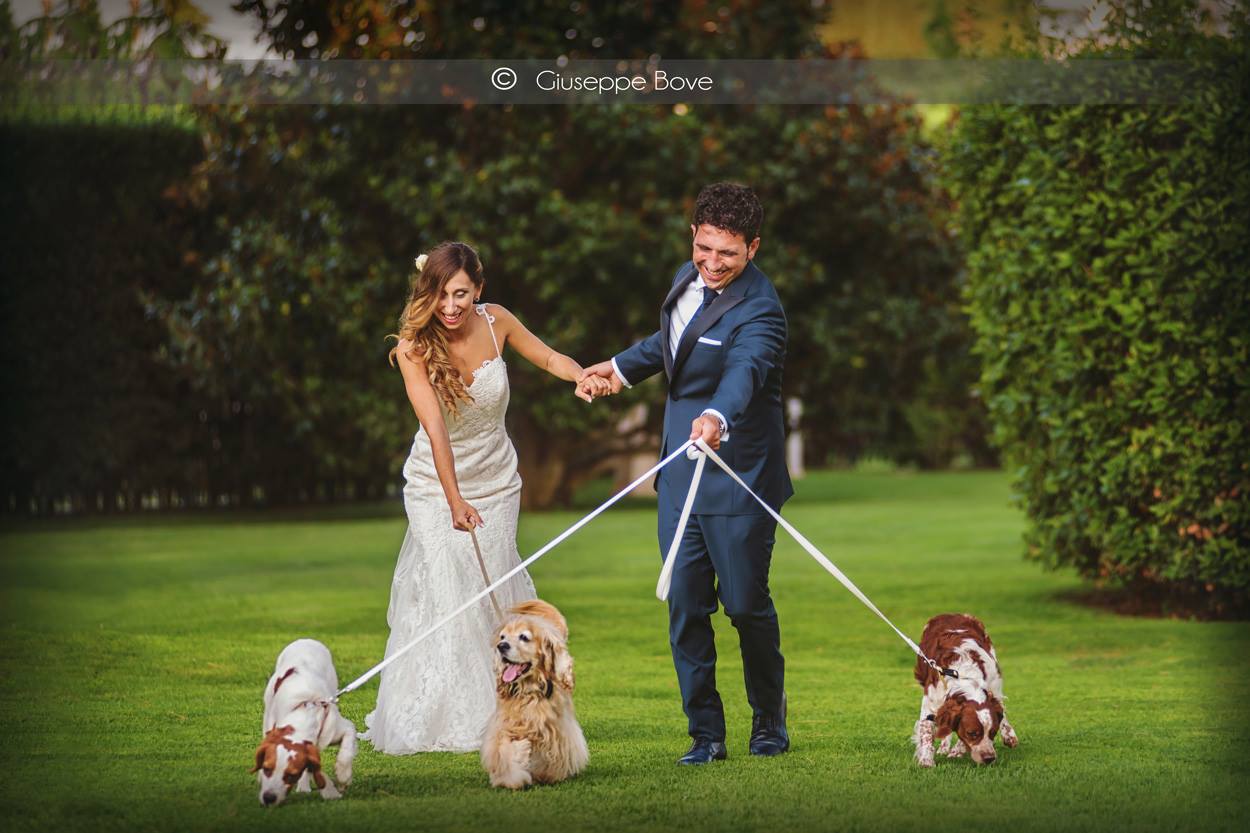 cane al matrimonio 